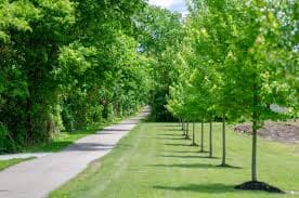 Natural Beauty Along the T.J. Evans Trail